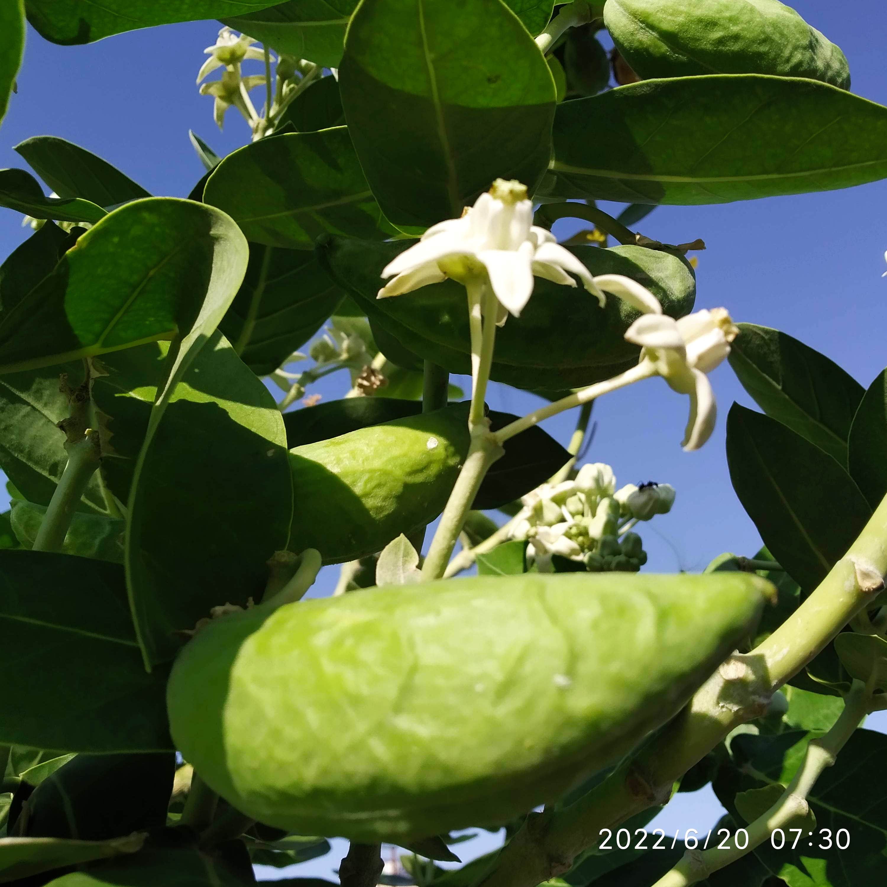 IMG_20220620_073013