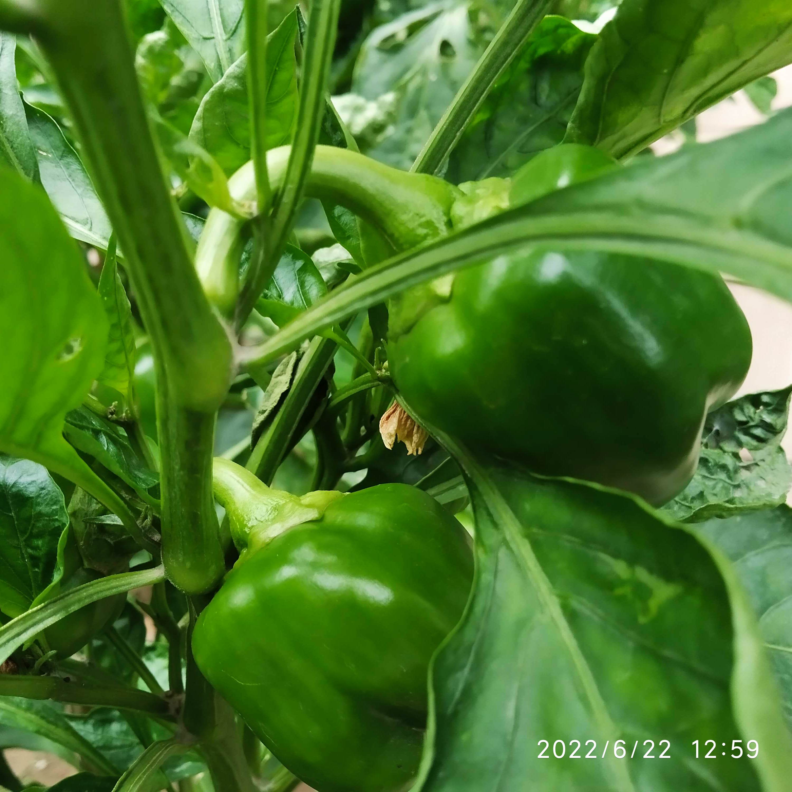 IMG_20220622_125918