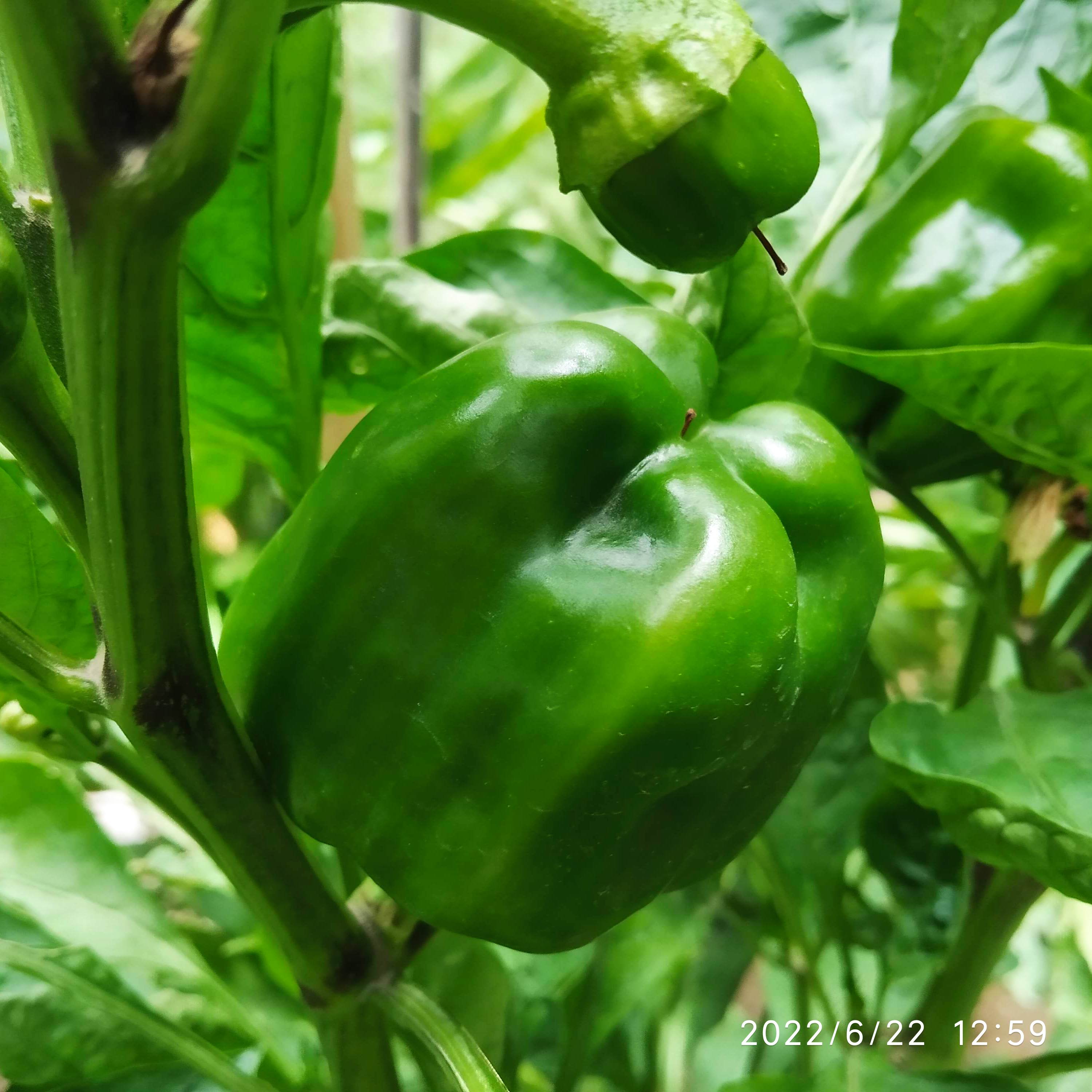 IMG_20220622_125924