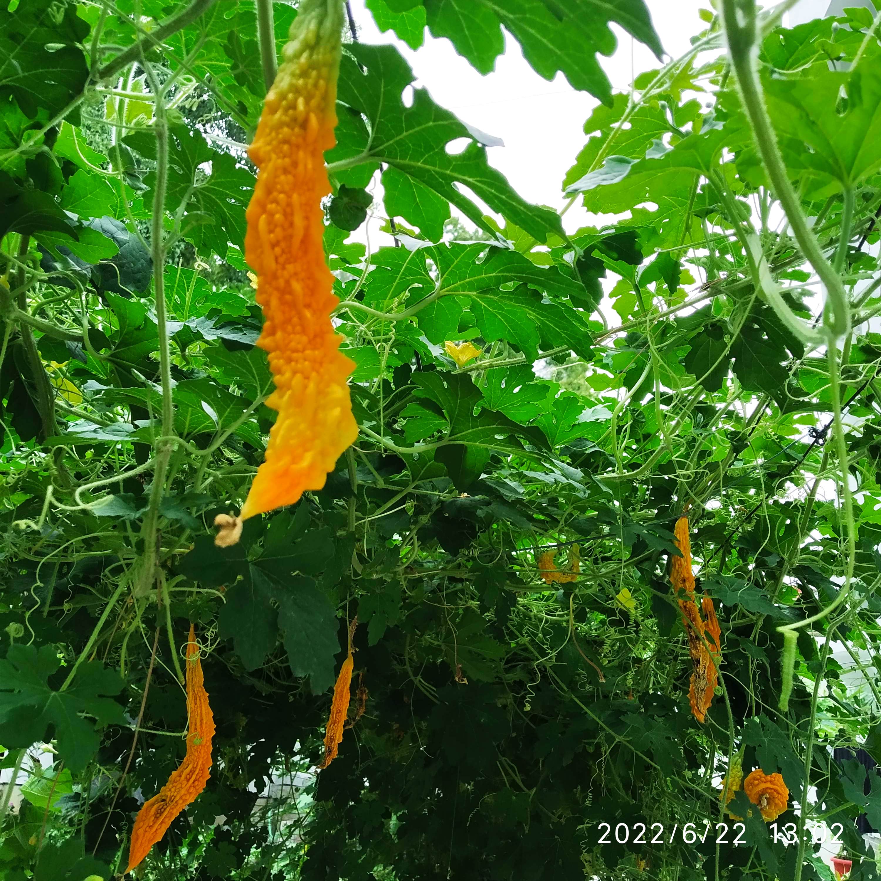 IMG_20220622_130247