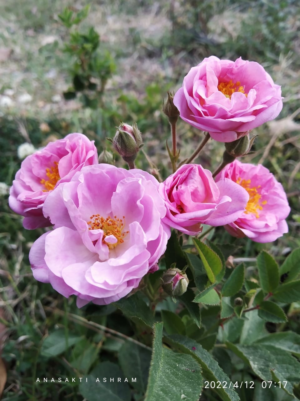 IMG_20220412_anasaktiashram